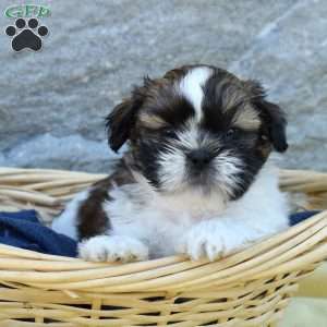 Corduroy, Shih Tzu Puppy